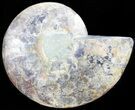 Polished Ammonite Fossil (Half) - Agatized #65004-1